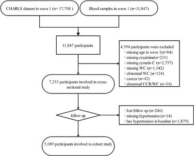 Association of serum creatinine to cystatin C to waist circumference ratios and hypertension: evidence from China health and retirement longitudinal study